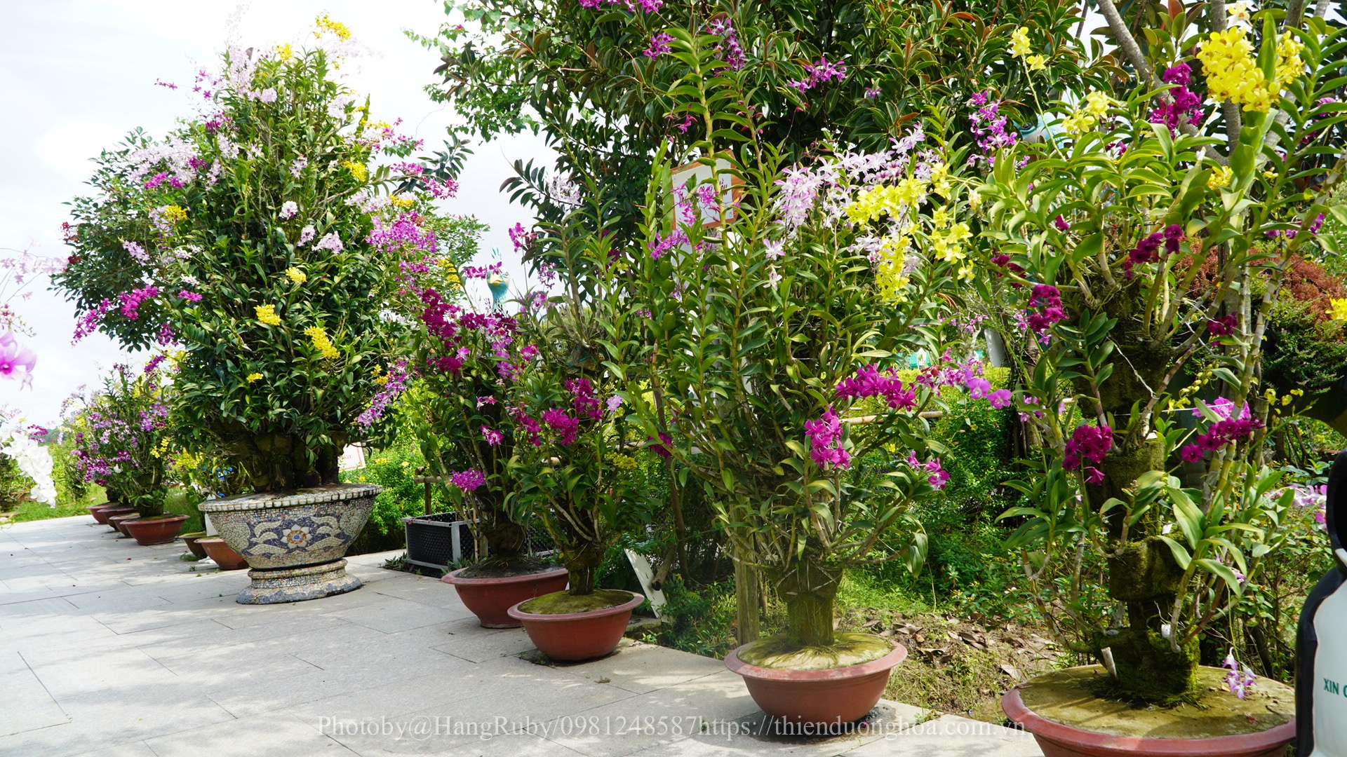 Khám Phá Vẻ Đẹp Tinh Khiết của Lan Dendrobium: Lựa Chọn Độc Đáo Cho Người Yêu Thiên Nhiên