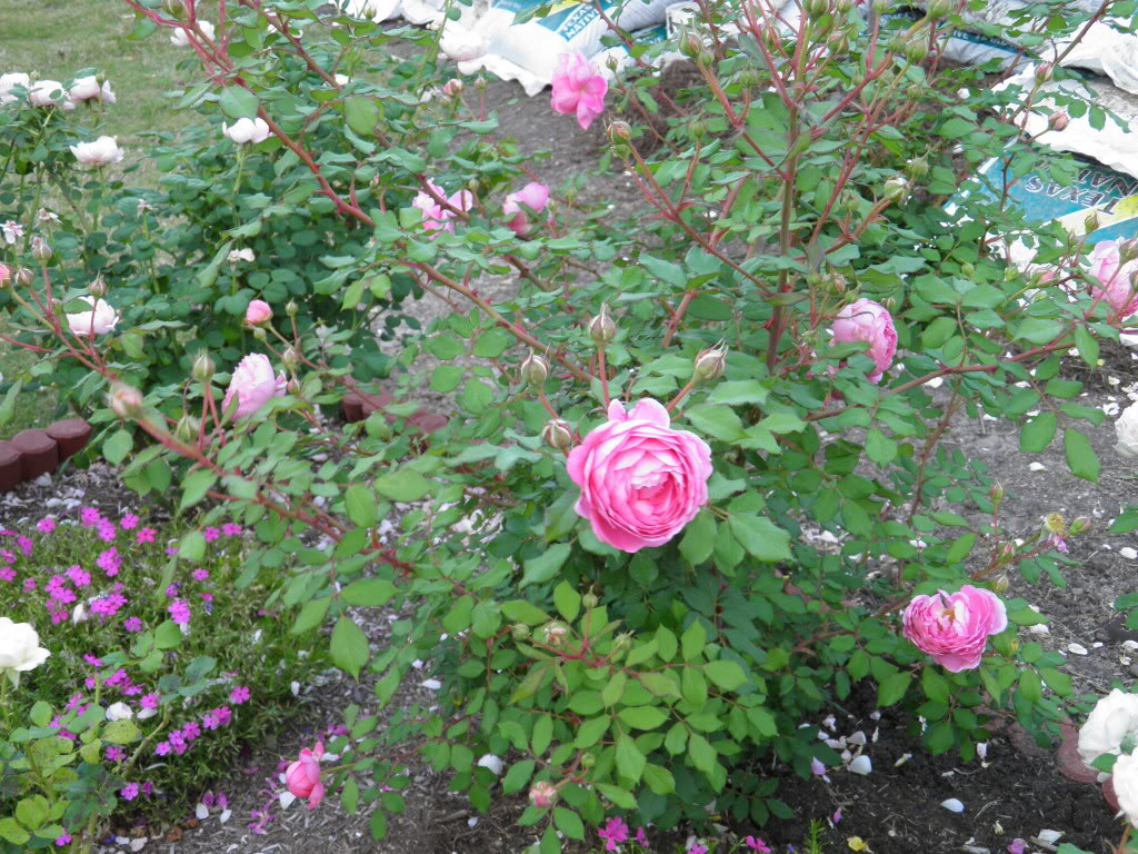 Hoa hồng leo Huntington
