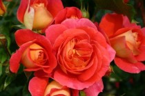Hoa hồng Gebruder Grimm