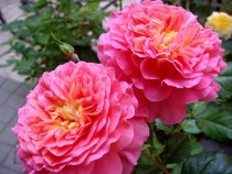 Hoa hồng Christopher Marlowe