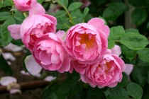Hoa hồng Royal jubilee