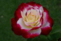 Hoa hồng ngoại Double delight