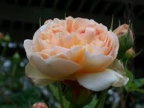 Hoa hồng ngoại Evelyn