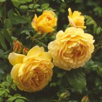 Ba bước cơ bản để sở hữu một vườn hồng ngoại đẹp