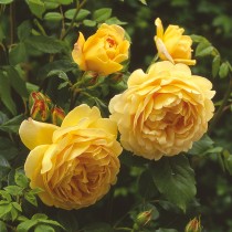 Top 5 loại hoa hồng leo David Austin nên có trong vườn nhà bạn