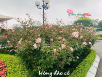 Thi công cảnh quan sân vườn tại Hà Nội