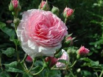 Hoa hồng ngoại Jame