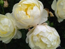Hoa hồng Lichfield Angel