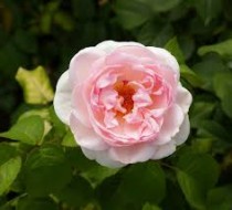 Hoa hồng ngoại Sharifa Asma