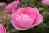 Hoa hồng ngoại Skylark