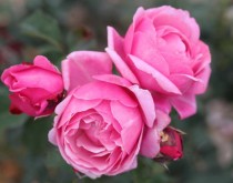 Hoa hồng Soeur Emmanuelle