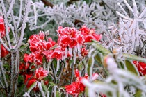 Những lưu ý khi chăm sóc cây, hoa vào mùa đông lạnh giá