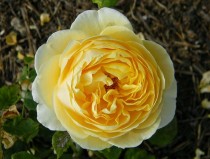 Hoa hồng Charlotte