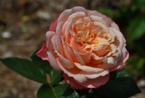 Hoa hồng kordes jubilee