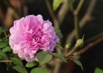 Hoa hồng Sister Elizabeth