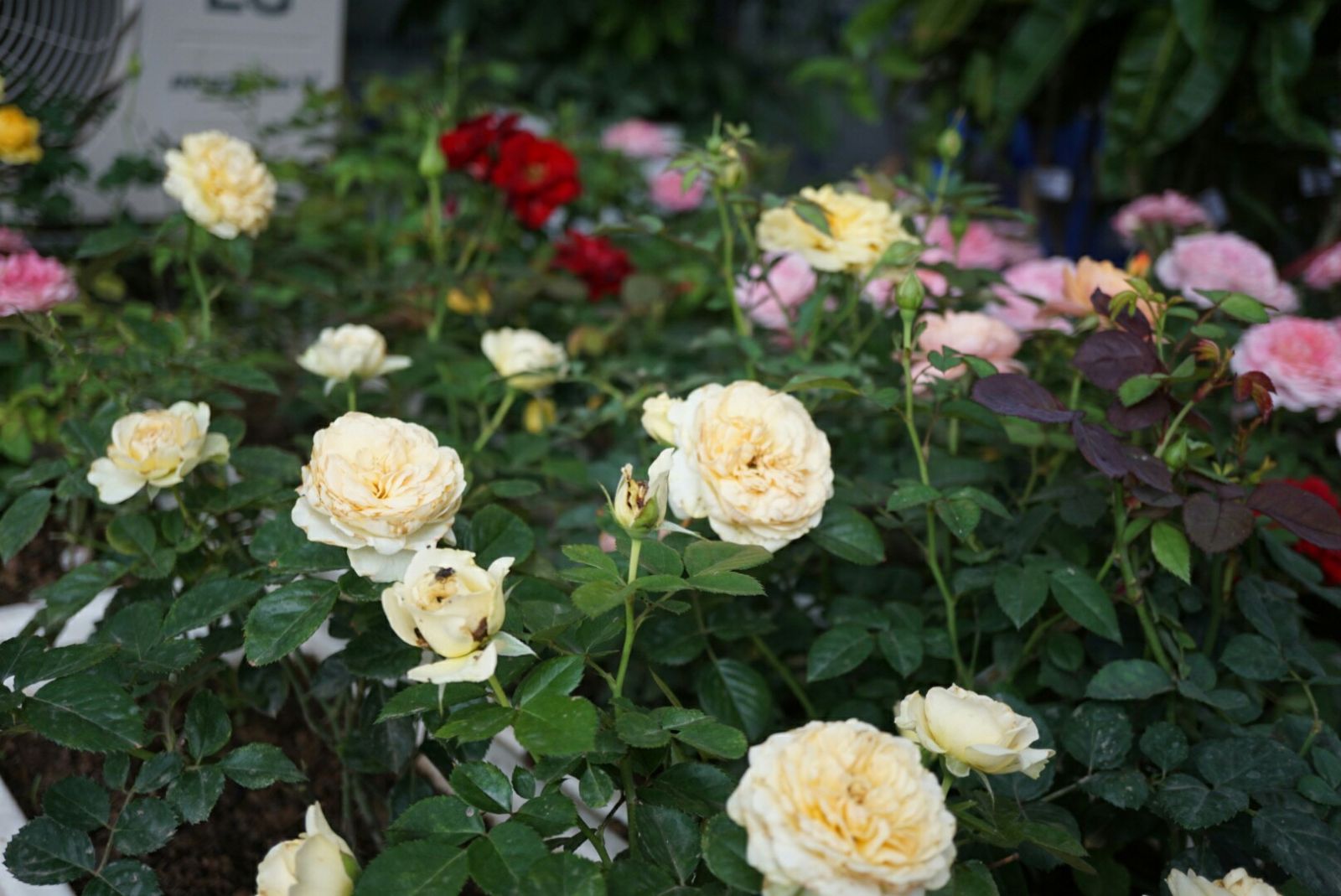 Hoa hồng Terraza