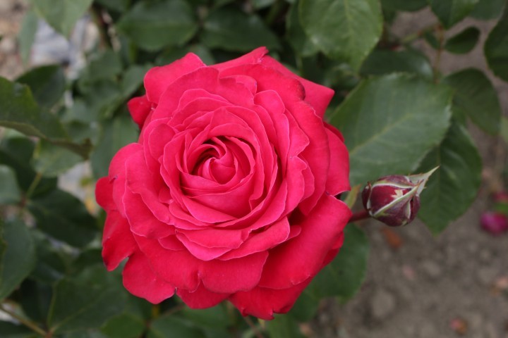 Alec’s Red rose (kiểu cong gập)