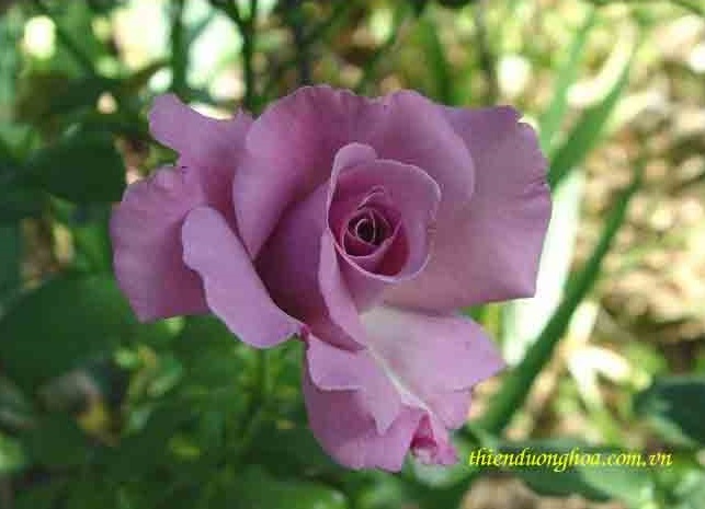 hoa hồng azure sea
