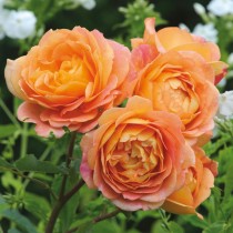 Hoa hồng Lady of Shalott