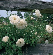 Bí quyết để có một vườn hoa hồng ngoại đẹp