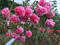 Cách trồng và chăm sóc hoa hồng leo cho bông to và đẹp