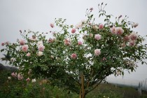Bảo tồn và phát triển các giống hoa hồng cổ tại Việt nam