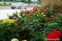 TRỒNG HOA HỒNG THEO LUỐNG