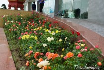 Thiết Kế Cảnh Quan Chuyên Nghiệp Tại Hà Nội