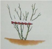Phương Pháp Cắt Tỉa Cây Hoa Hồng - Phần 2