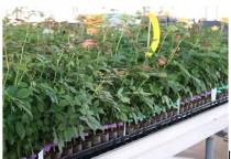 Một Chuyến Viếng Thăm Rose Breeder - De Ruiter