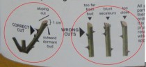 NHỮNG SAI LẦM KHI CHĂM SÓC CÂY HOA HỒNG
