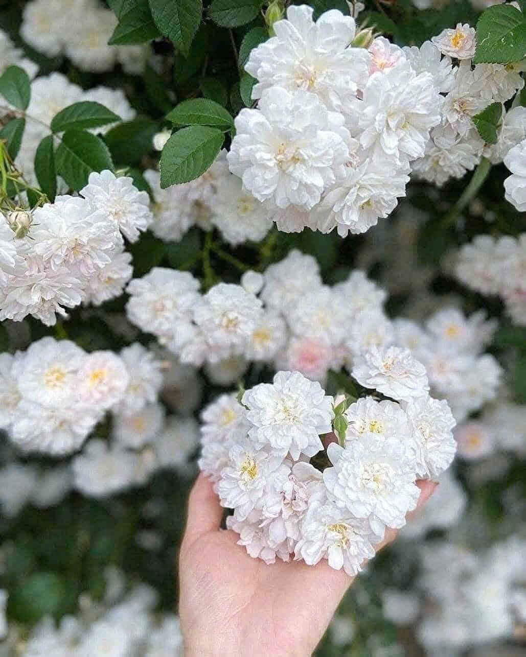 Hồng leo màu trắng