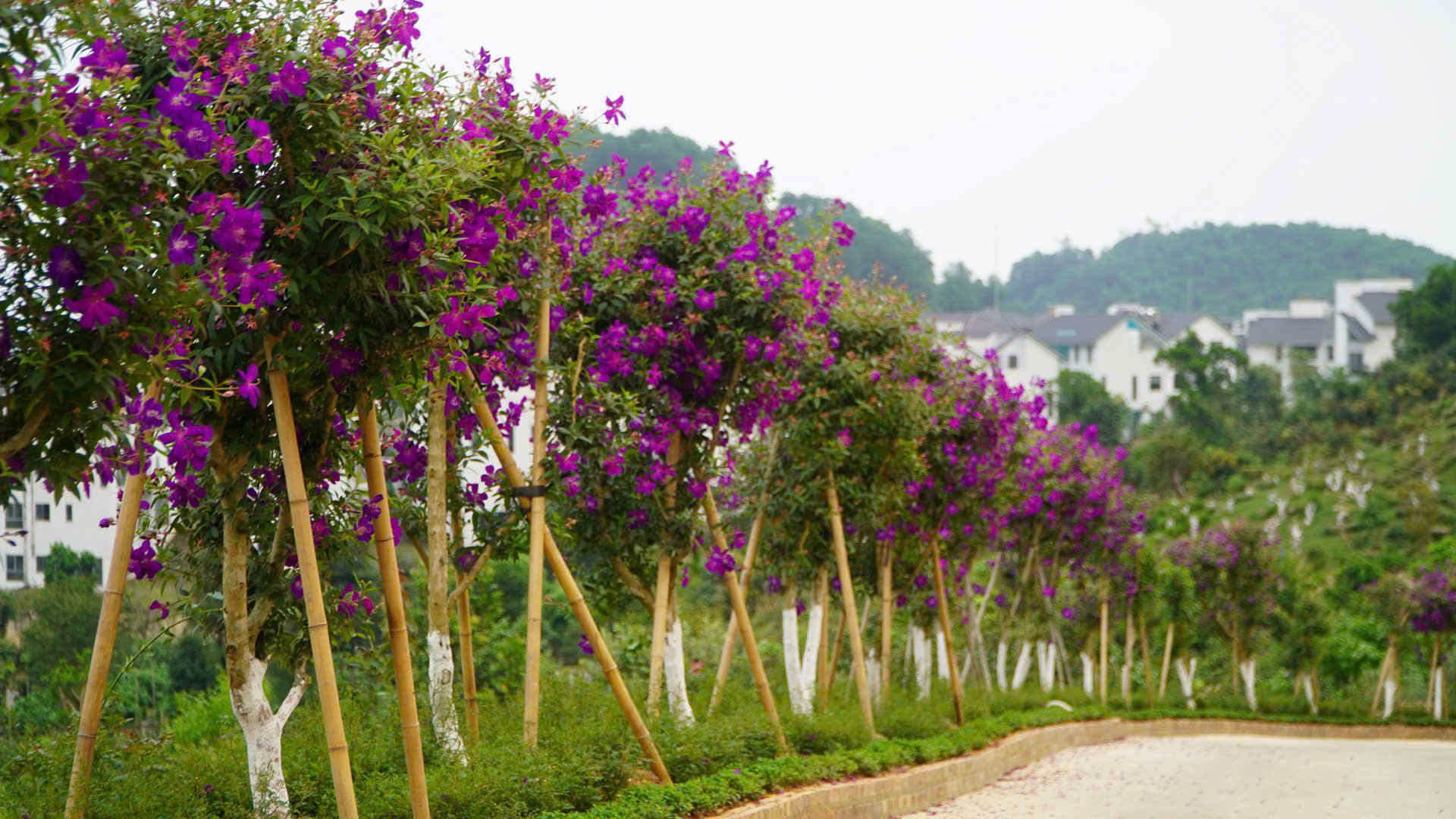 CÂY HOA MUA – VẺ ĐẸP HOANG DẠI MANG HƠI THỞ NÚI RỪNG
