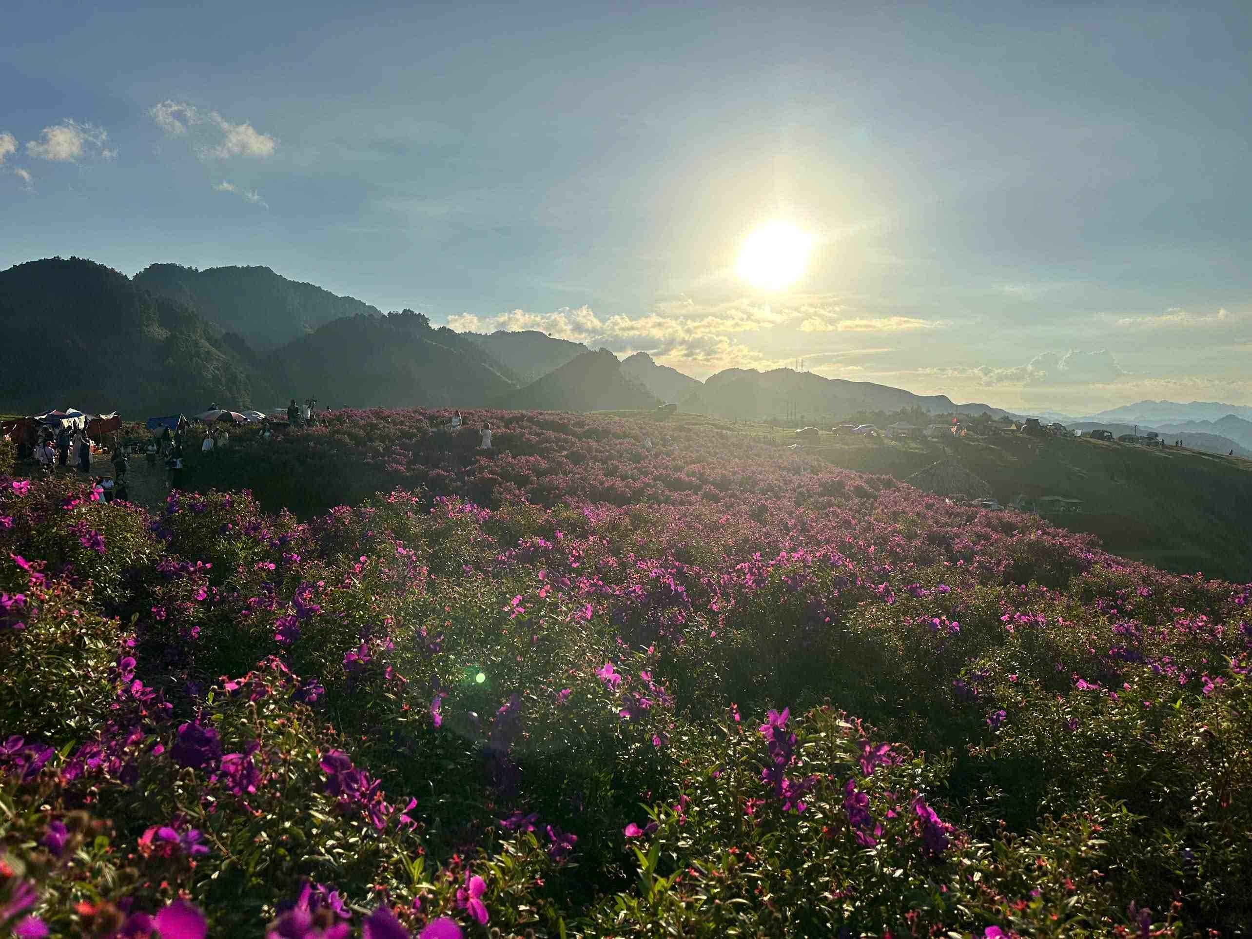buổi sáng trên đồi hoa mua