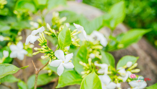 Xem Ảnh Lớn