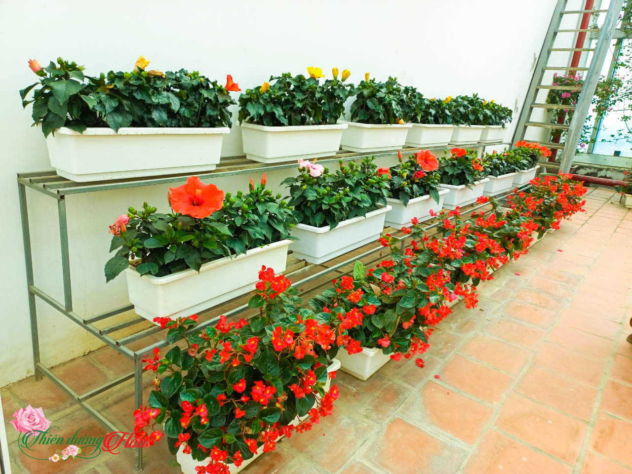 Xem Ảnh Lớn