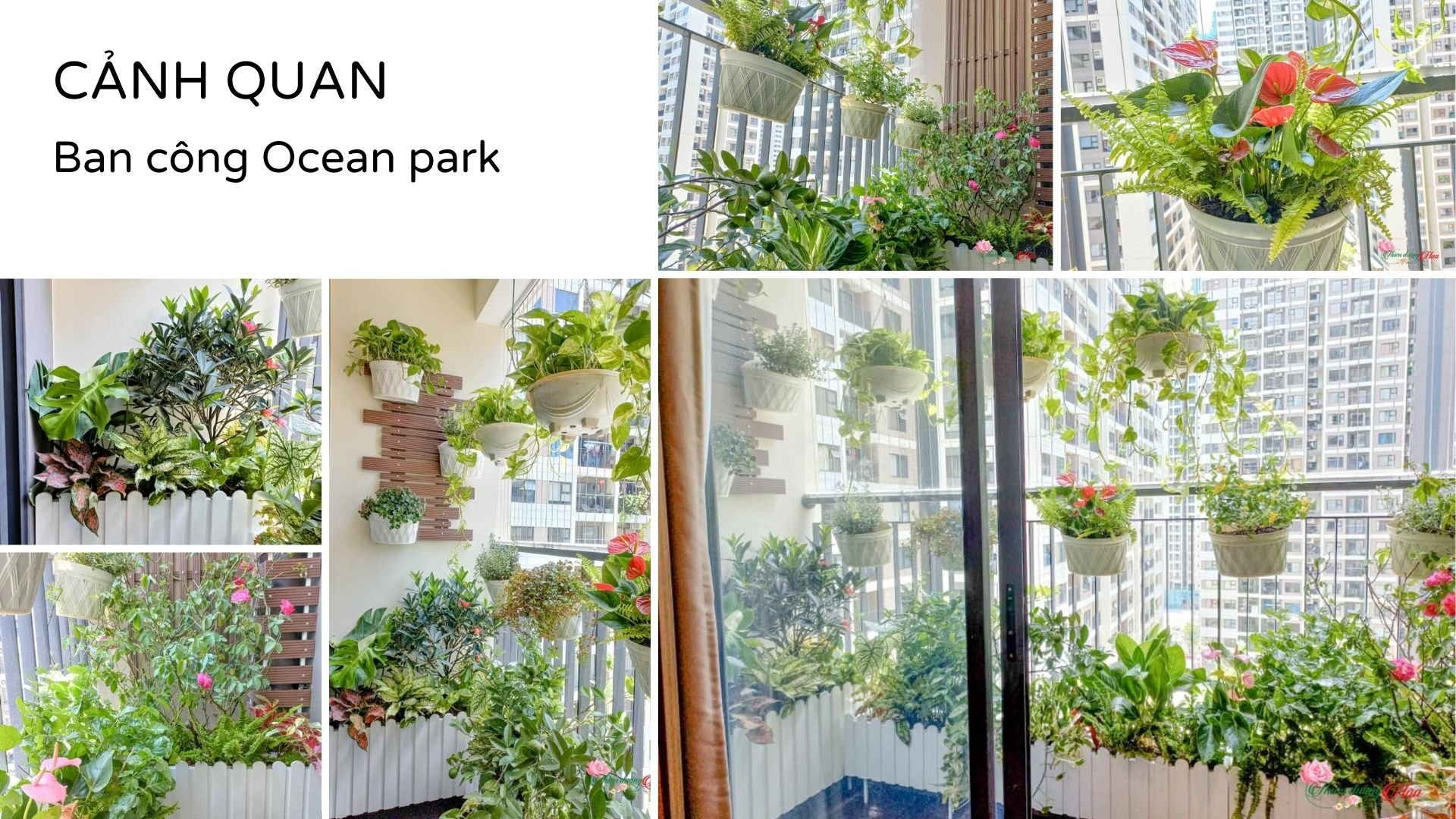Xem Ảnh Lớn