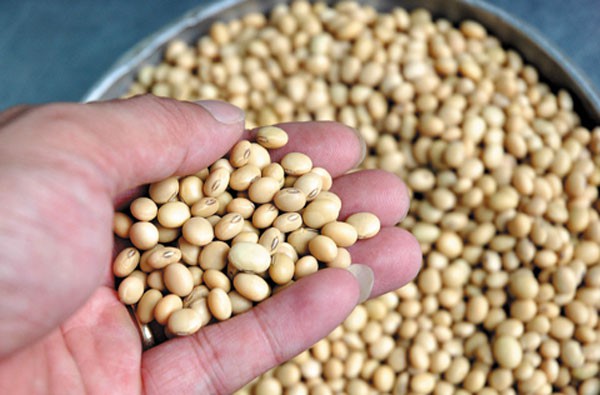 Phân Bón Hữu Cơ Đậu Tương