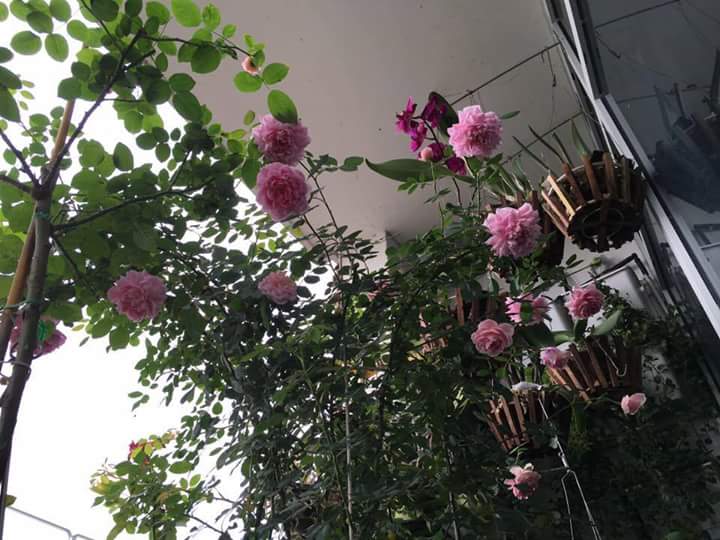 cham-soc-hoa-hong