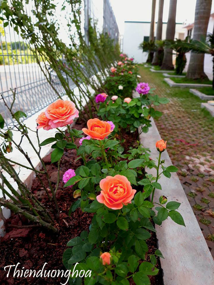trồng cây thành đường viền