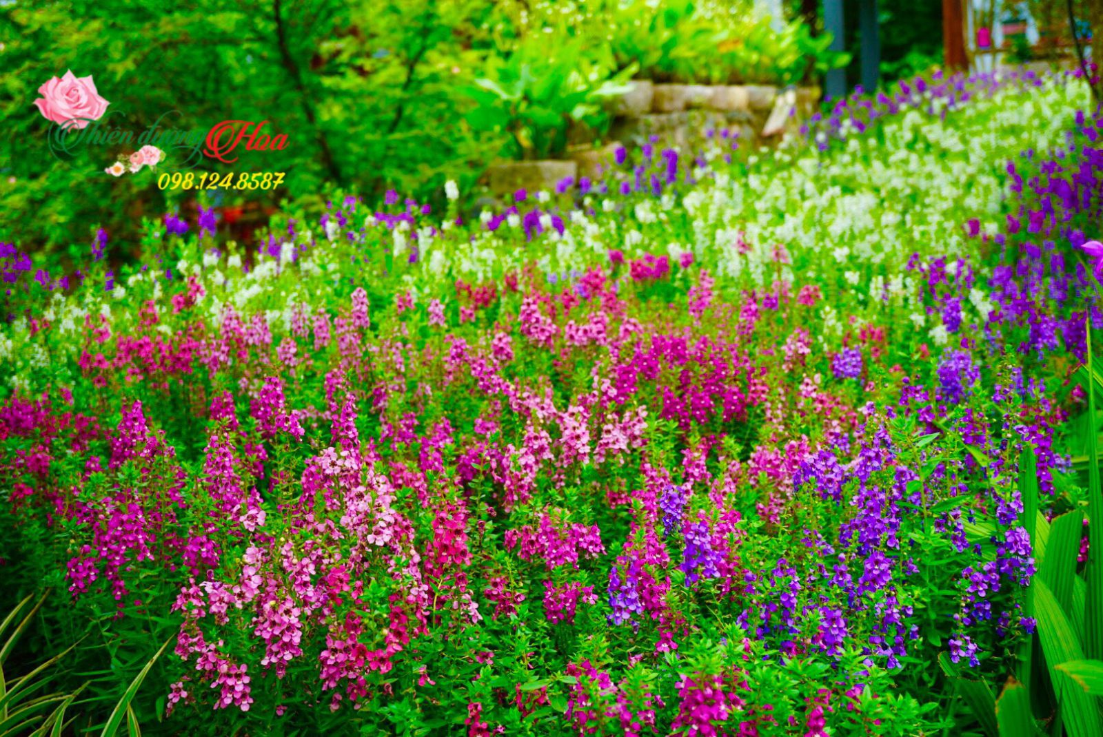 hoa_ngoc_han