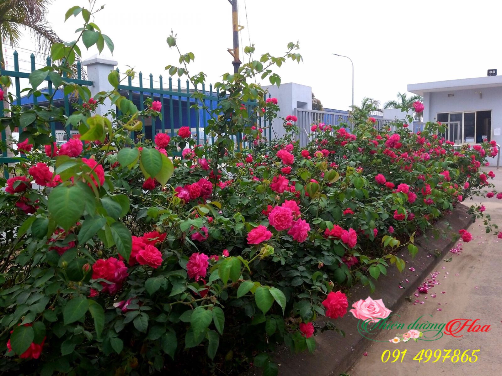 Khuon_vien_hoa_hong