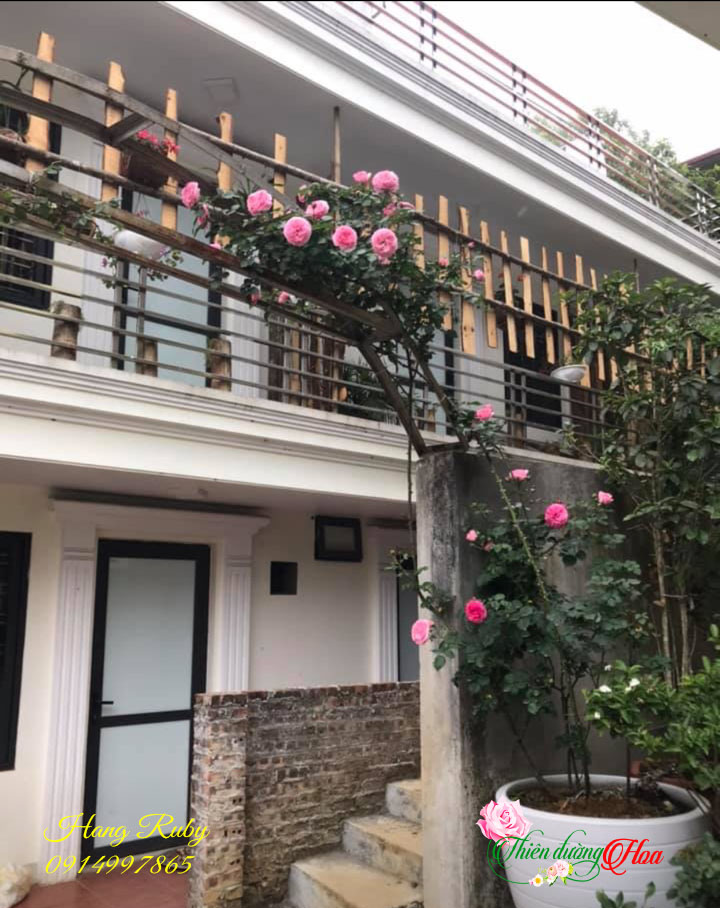 hoa-hong-leo-ngoai