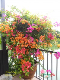NHỮNG LƯU Ý ĐẶC BIỆT TRƯỚC KHI QUYẾT ĐỊNH MUA HOA GIẤY BONSAI THÁI NHIỀU MÀU CHO NGƯỜI TIÊU DÙNG