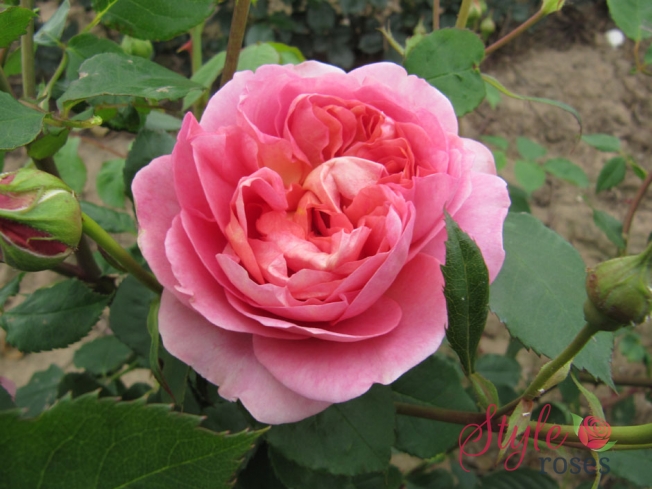 Hoa Hồng Ngoại Boscobel