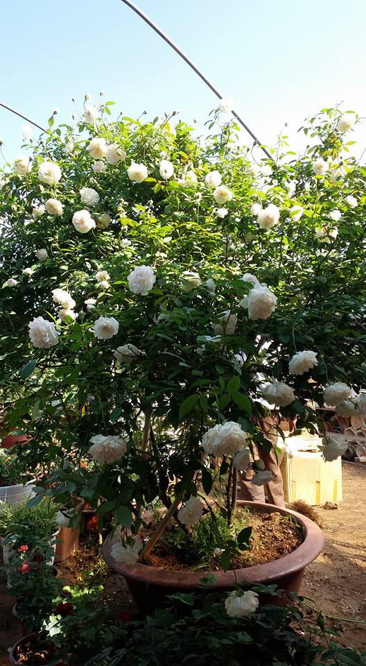 Hoa Hồng Cổ Bạch Xếp