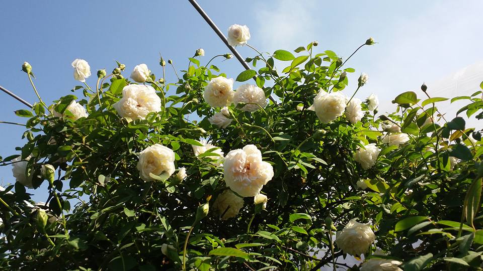 Hoa Hồng Cổ Bạch Xếp