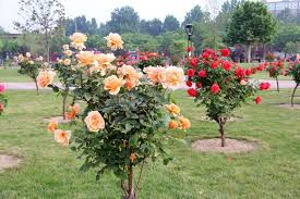 Cây Hoa Hồng Tree Rose
