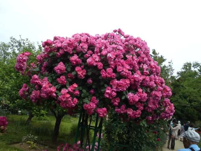 Cây Hoa Hồng Tree Rose