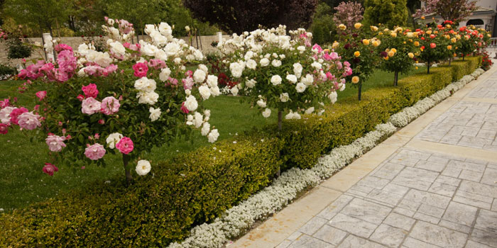 Cây Hoa Hồng Tree Rose